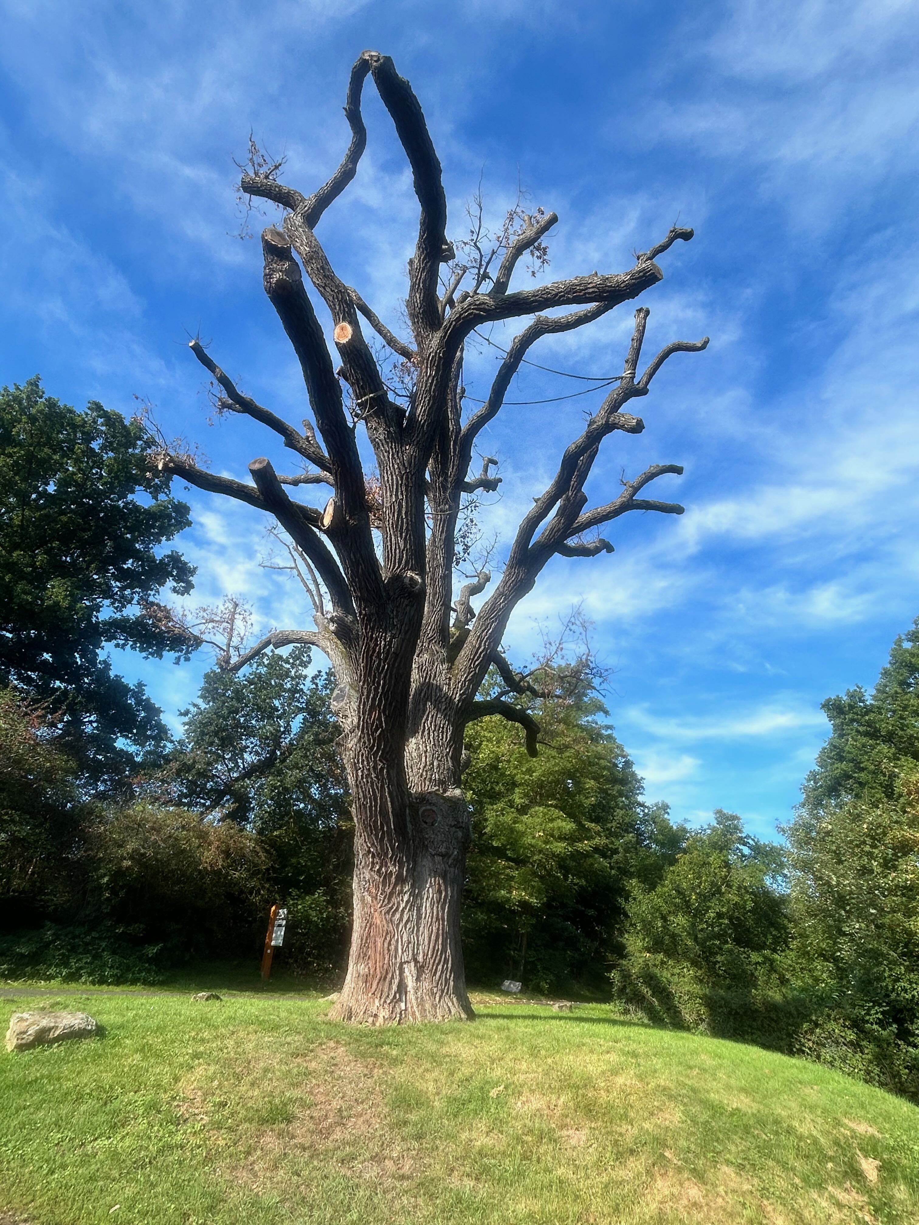 An old oak tree