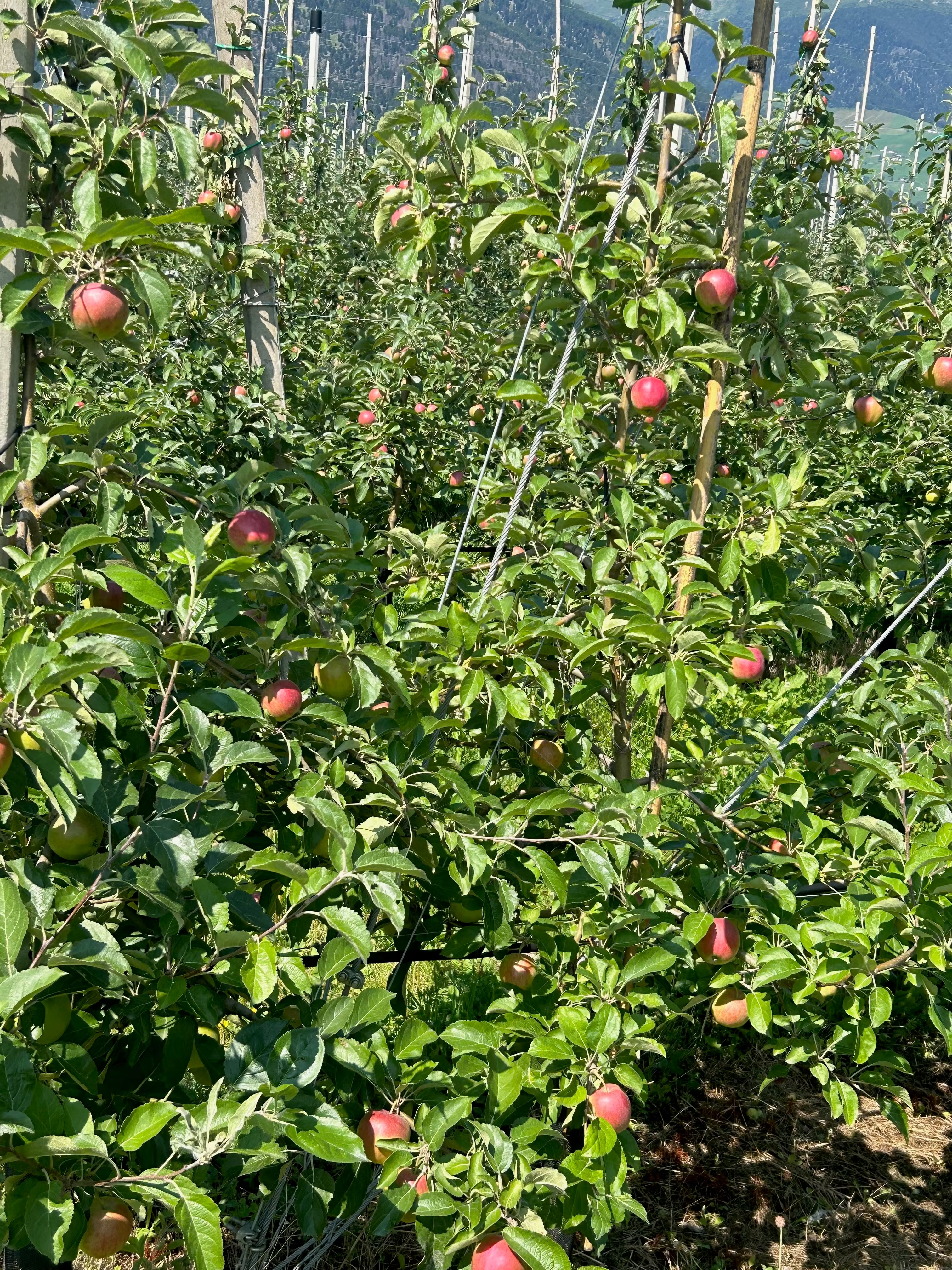 Apple trees